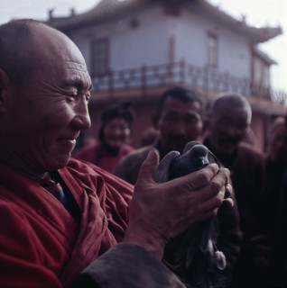 View of lama holding pigeon