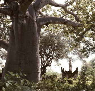 The ruins of Kunduchi, an EastAfrican coastal trading settlement dating from the 16th century