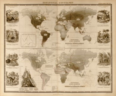 Zoological Geography; Ruminants 1848