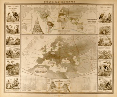 Zoological Geography; Birds of the World 1848