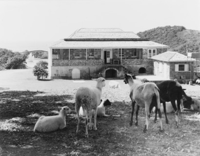 Sheep at Nelson's dockyard