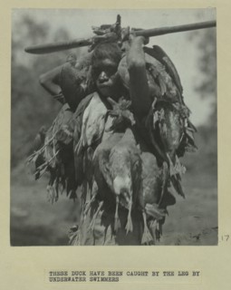 Aboriginal boy with ducks