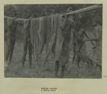 Aboriginal people holding dead snakes
