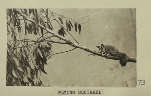Flying squirrel