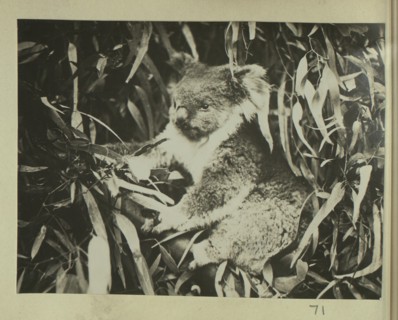 Koala bear