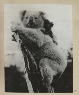 Koala bear with her cub