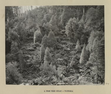 A fern tree gully, Victoria