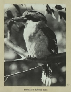 Kookaburra