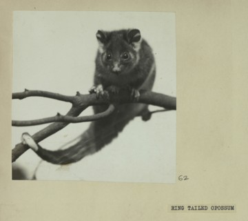 Ring tailed opossum