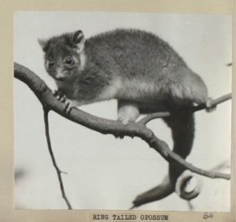 Ring tailed opossum
