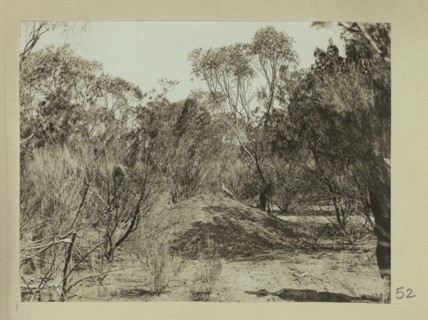 Mound of the scrub turkey