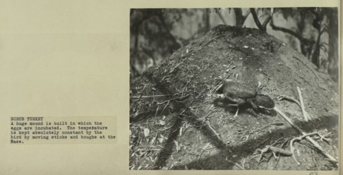 Mound of the scrub turkey