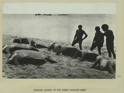 Turtles caught on the Great Barrier Reef