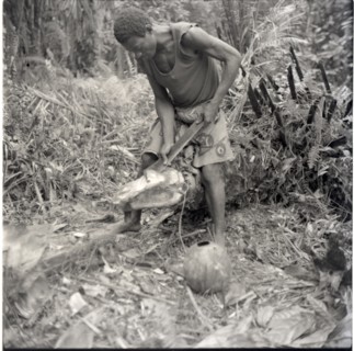 Dickson tapping palm