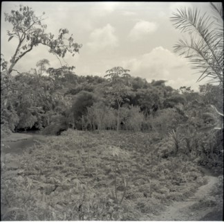 General view of Joseph Tambe's farm