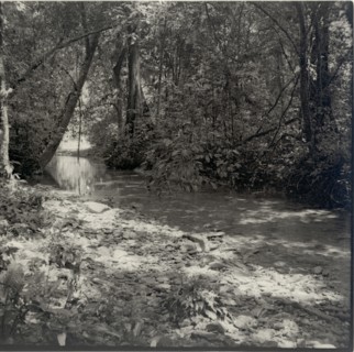 Stream in forest