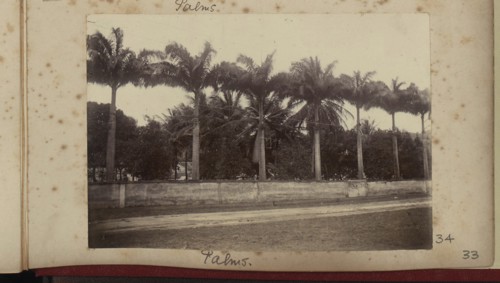 Palm trees