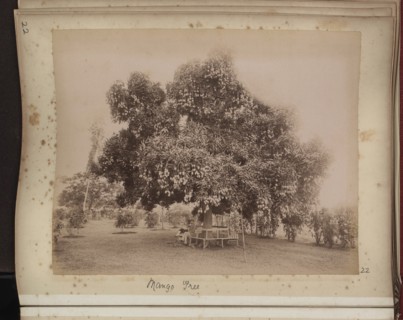 Mango tree