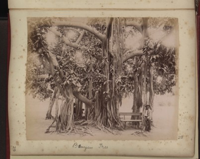 Two people seated beneath banyan tree