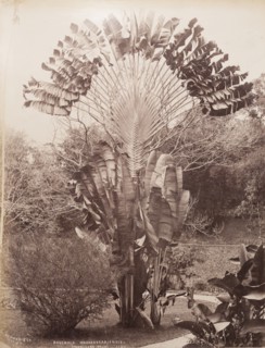 Traveller's Palm