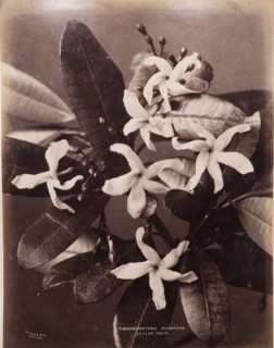 Rare flower of Sri Lanka