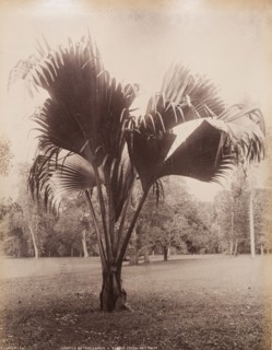A Coco-de-Mer palm, Sri Lanka