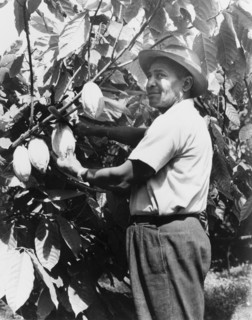 Harvesting a cacao pod