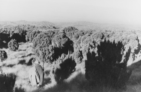 Heathland on Mount Kenya