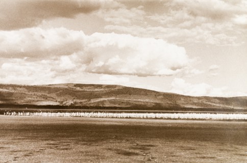 Flamingoes on Lake Nakuru