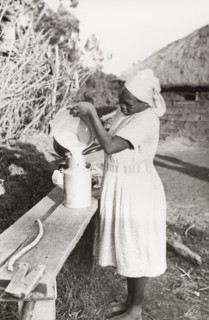 Kikuyu woman pouring milk
