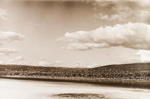 Flamingoes taking to flight on Lake Nakuru