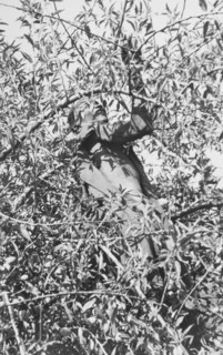 Picking coffee, Kenya