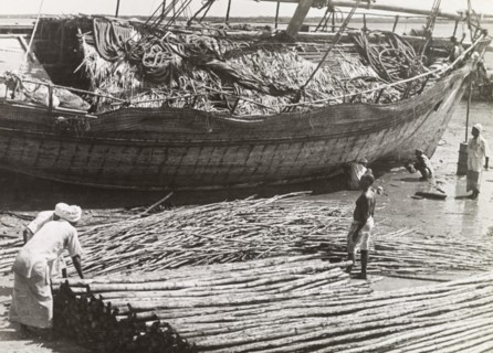 Exporting mangrove poles