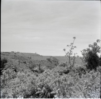 [Obogun?] looking along escarpment