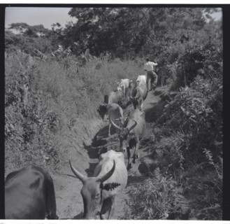Cattle going down Renchoka hill