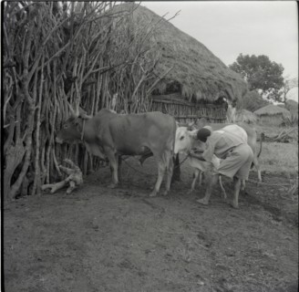Cattle returning from ploughing