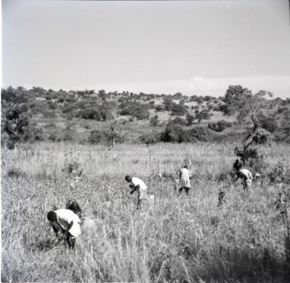Harvesting