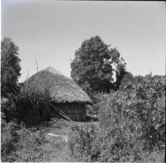 Homestead