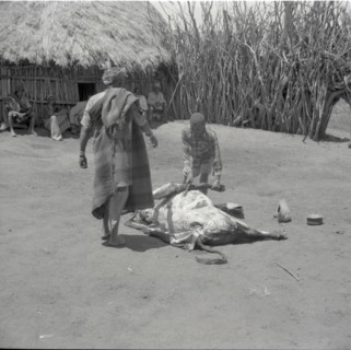 Removing right foreleg