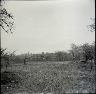 Serengheti plains and very distant animals