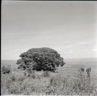 Tree of inyangi (isubo?) on edge of escarpment