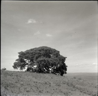 Tree of inyangi (isubo?) on edge of escarpment