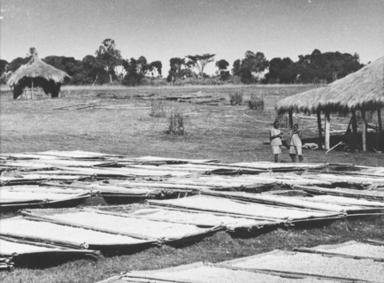 Pyrethrum drying in the sun