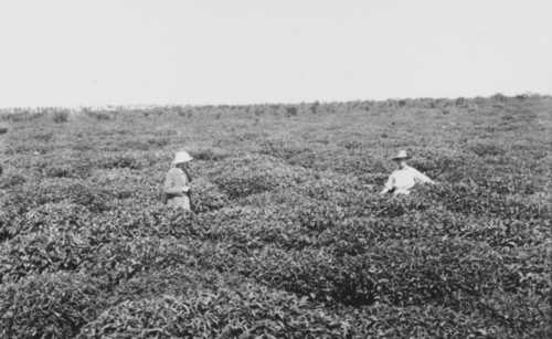 A tea estate at Kericho
