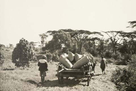 Transporting pyrethrum
