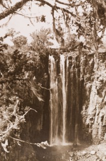 Thomson's Falls, framed by a cedar tree