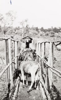 Calves going out of dip