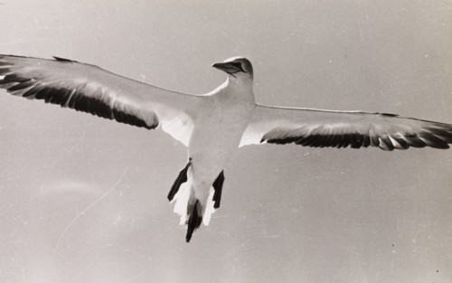 Adult gannet in flight