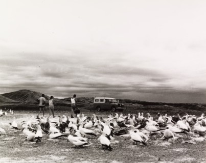 Cape Kidnappers, near Napier, North Island