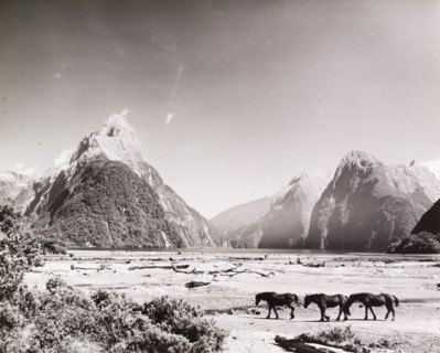 Horses at Milford Sound